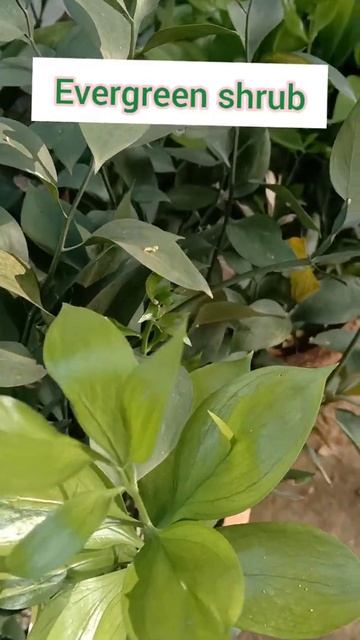 Cladode -Ruscus (Horse tongue) Modified Stem смотреть онлайн