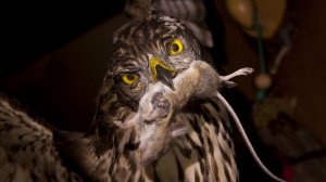 Отпугивающий ЗВУК для мышей и крыс. КАНЮК враг грызунов