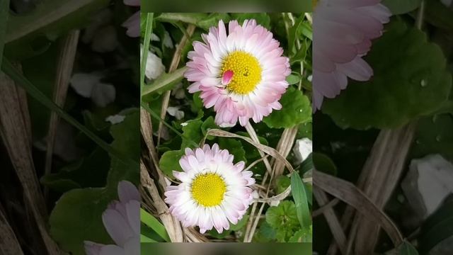 Ты у меня одна, словно в ночи луна