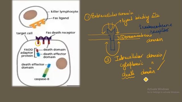 Caspases and Extrinsic mechanism of apoptosis смотреть онлайн