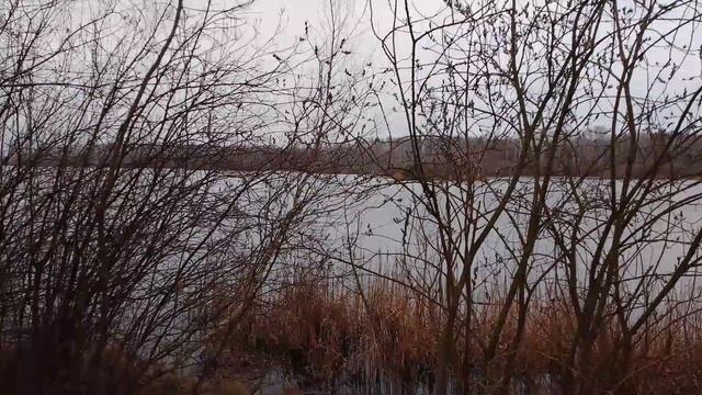 Уточки 🦆 Прогулка😎 смотреть онлайн