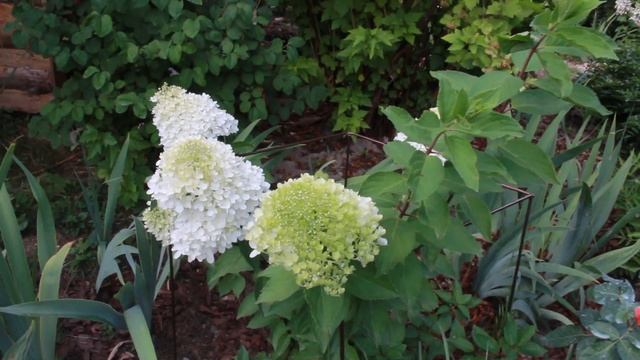 И снова о красивых розах. Цветут гортензии и лапчатка. Ковёр из амурской гвоздики смотреть онлайн