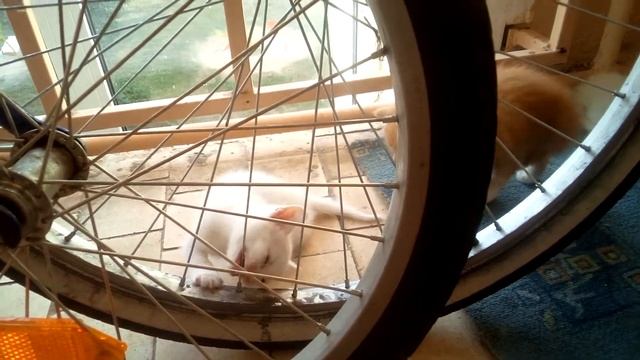 У КОТЁНКА ЗАСТРЯЛА ГОЛОВА смотреть онлайн