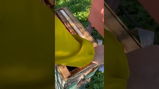 поймали поздний рой пчел, пересаживаем в новый 8 рамочный улей смотреть онлайн