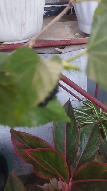 Mulberry with fruits #berry #blessings #family смотреть онлайн