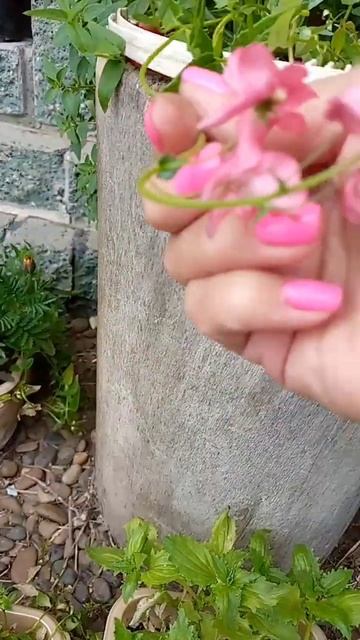 Как цветет диасция? Наконец-то я это увидела😊 смотреть онлайн