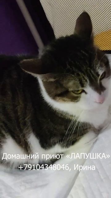 Молодая кошечка Новелла (2 года) не теряет надежды стать домашней🙏Новелла здорова, привита стерильн смотреть онлайн