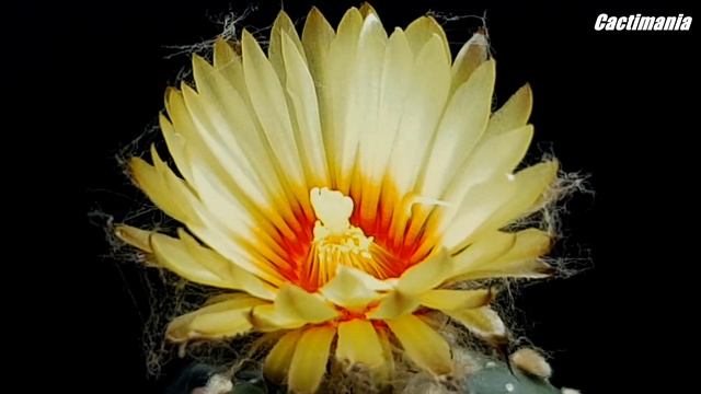 Astrophytum Asterias Cactus in Bloom - June 2019 смотреть онлайн