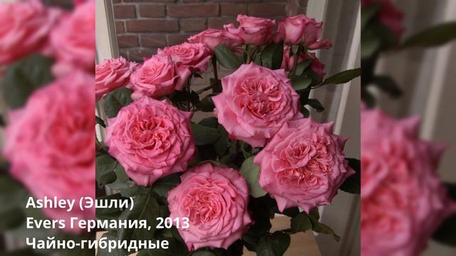 Заказ роз на весну 2023 Питомник Розы Вдохновения смотреть онлайн
