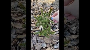 Небольшой обзор елей в моем саду: Рыдал, Акракона, ель Кобра, Виргата, Хупси, Биалабок, Редмен