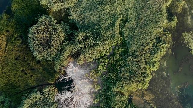 Nesting cormorants (Гнездовье бакланов под Переяслав-Хмельницким) смотреть онлайн