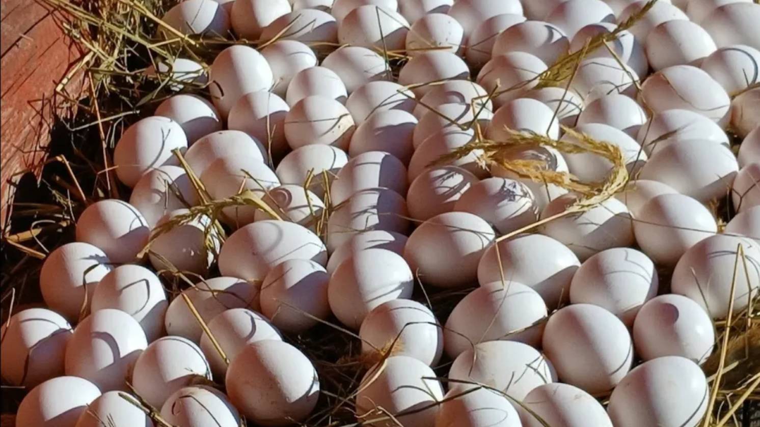 КАК СОХРАНИТЬ ЯЙЦЕНОСКОСТЬ У КУР!!! смотреть онлайн