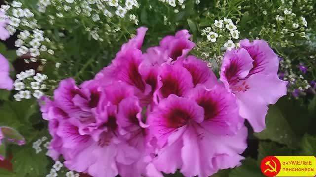 Как заставить цвести КОРОЛЕВСКУЮ ПЕЛАРГОНИЮ. смотреть онлайн