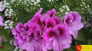 Как заставить цвести КОРОЛЕВСКУЮ ПЕЛАРГОНИЮ.