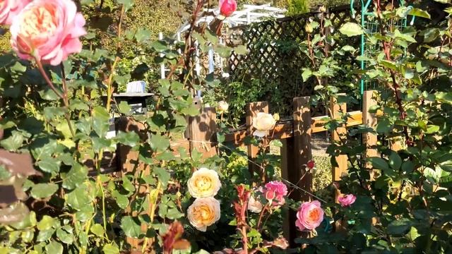 Цветение роскошных роз в конце сентября смотреть онлайн