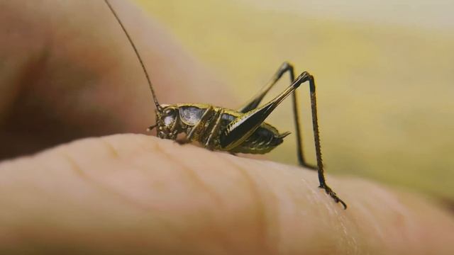 ash bush lover, кустолюбка пепельная смотреть онлайн
