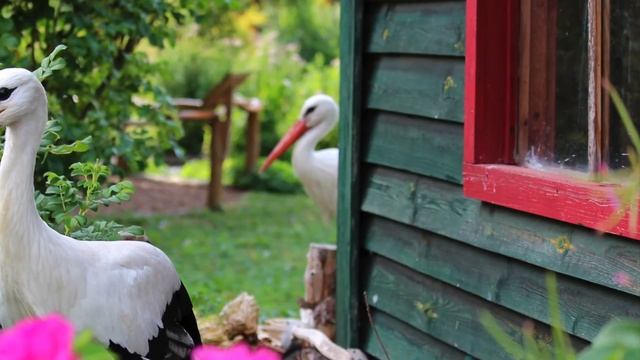 Чорногуз і дівчинка смотреть онлайн