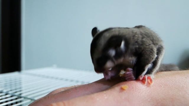 Sugar Glider eating Apple смотреть онлайн