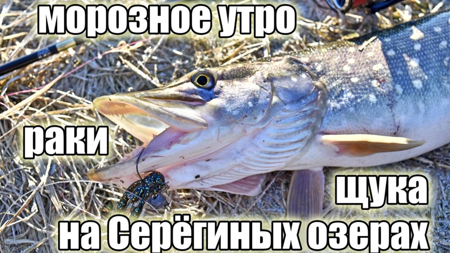 Морозное утро на пруду