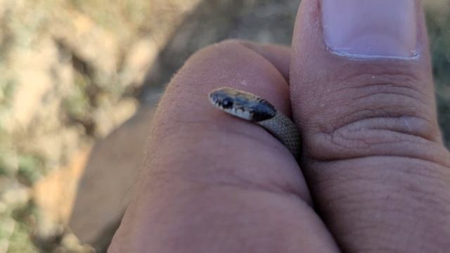 Ошейниковый эйренис. 31 августа 2023 смотреть онлайн