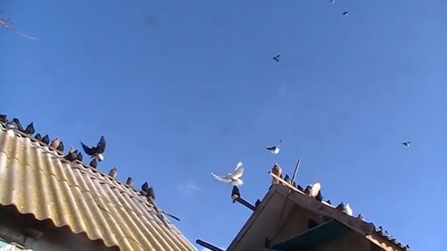 Голуби нколаевские г Мариуполя белохвостые смотреть онлайн