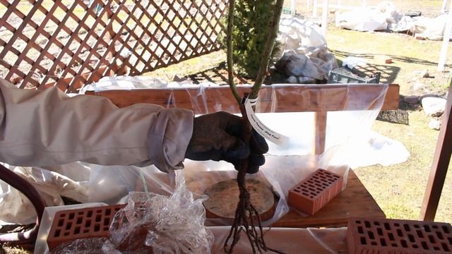 Продолжаем распаковку посылки из 17 роз. Розы Вдохновения. Часть 2 смотреть онлайн