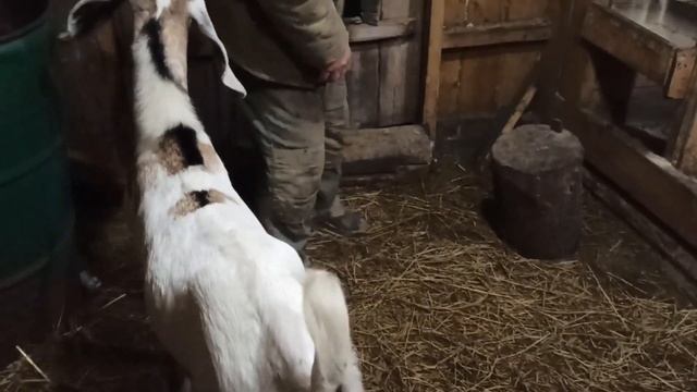 Будущий производитель прибыл. смотреть онлайн