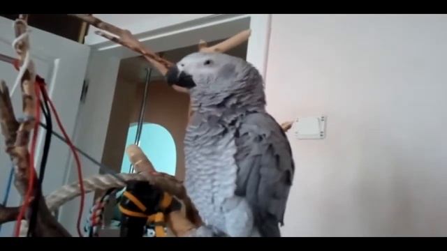 ЗАБАВНЫЙ ГОВОРЯЩИЙ ПОПУГАЙ смотреть онлайн