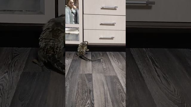 Обезьяна Игрунка смотреть онлайн