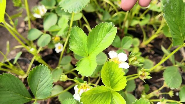 БЛОГЕР ХОВЛИСИГА МЕВАЛИ ДАРАХТ ВА ГУЛЛАР ЭКДИК! смотреть онлайн