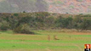 Дикая природа Африки –9.