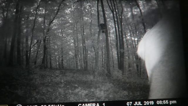 Elk Licking Camera смотреть онлайн