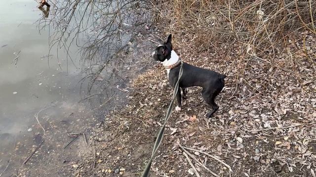 Щенок Тайсон первый раз увидел речку и нырнул🤣🐶🐶 Бостон терьер смешные животные смотреть онлайн
