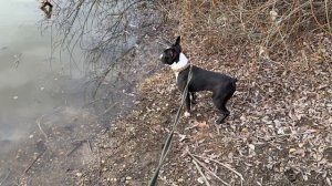 Щенок Тайсон первый раз увидел речку и нырнул🤣🐶🐶 Бостон терьер смешные животные