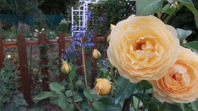 Розы в начале сентября. Уход и подкормка смотреть онлайн