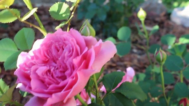 Английские розы Дэвида Остина. Посадка весна 2022 смотреть онлайн