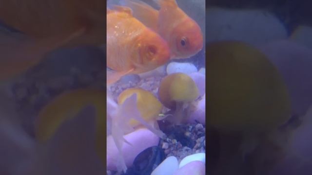 Beautiful Golden Apple Snail @RiddhiAquaticStudio смотреть онлайн