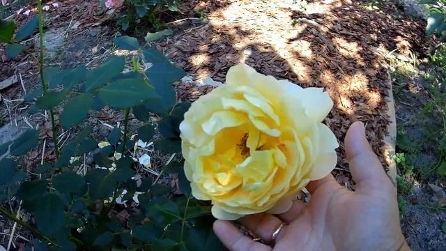 Большой обзор цветущих роз на 5 июля. Крокус Роуз, Пьер де Ронсар, Сом 2016, Пьеро, Мона Лиза смотреть онлайн