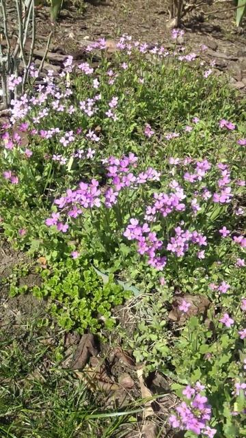 Арабис альпийский #цветы #garden #дача смотреть онлайн