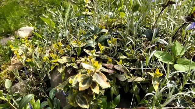 Сад 5 маяЗаморозки?❄️Что делаю с розами и гортензиями♀️ Петунии в неотапливаемой теплице❄️ смотреть онлайн