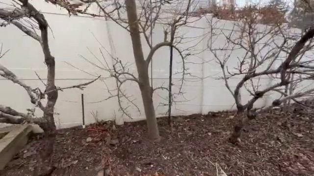Pruning my festoon apple tree & backyard chicken update: Vlog #189 смотреть онлайн