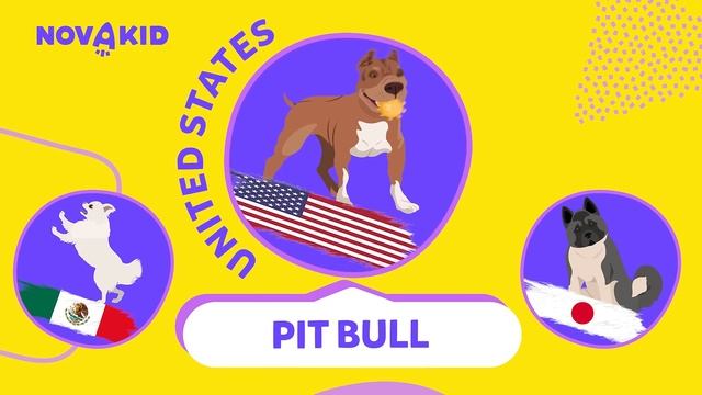 Dog Breeds From Different Countries | Dogs For Kids