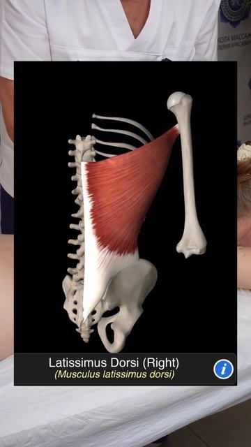 Ручная пластика тела в массаже — это техника, направленная на коррекцию фигуры #массаж #массажист