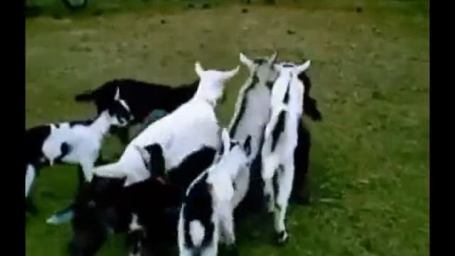 Нападение козлов смотреть онлайн