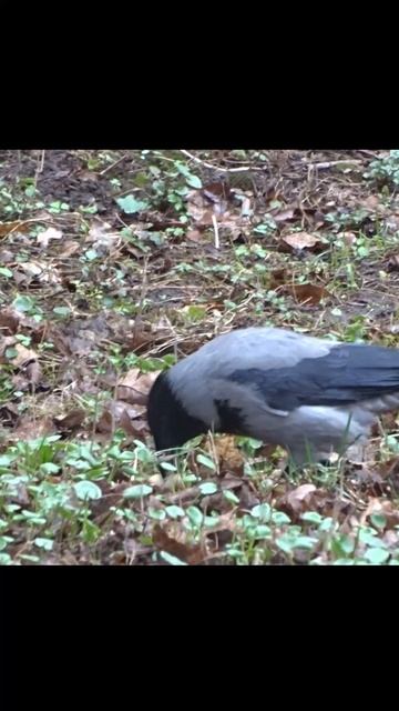 Еда это главное смотреть онлайн