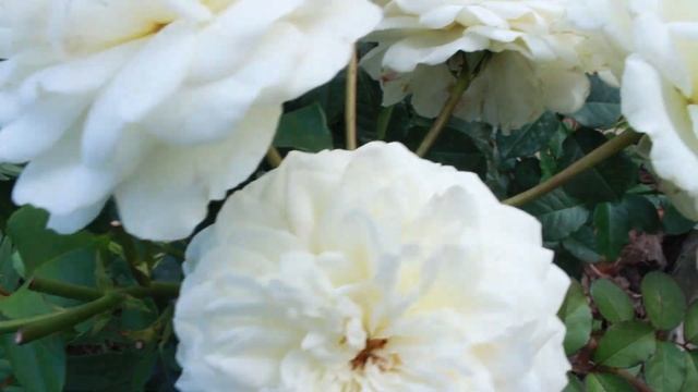 Июльские зарисовки. Сад и розы. 27 июля смотреть онлайн