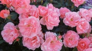 Роза Жарден де Франс