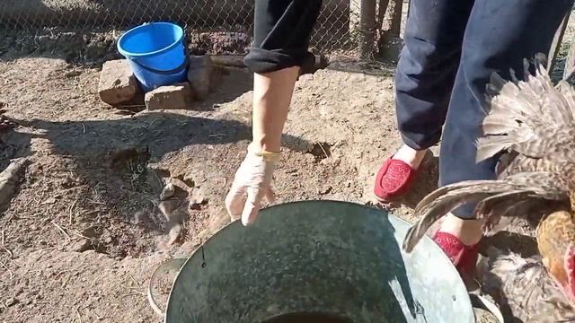 Избавляю кур от вшей, клещей, пероедов. Купаю кур в Ектосане, обрабатываю гнёзда и курятник. Ектоса