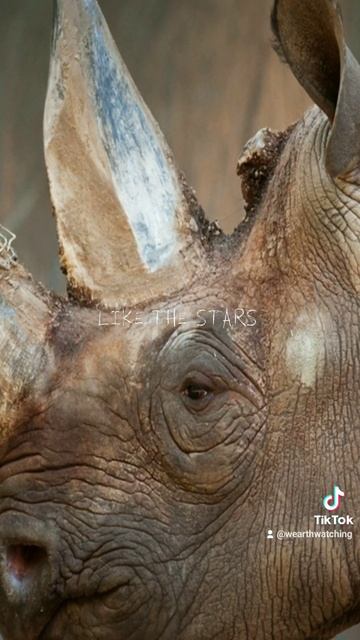 Extinct Western Black Rhinos смотреть онлайн