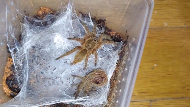 Chilobrachys andersoni 1.0 피딩 смотреть онлайн